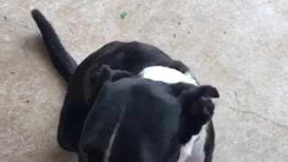 Black and white dog green leash howling at camera