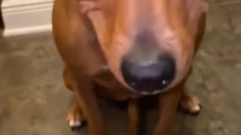 Dog Hides Blueberries in Her Mouth And Spits Them Out