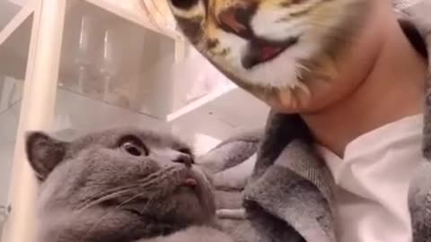 Funny cat video with filter