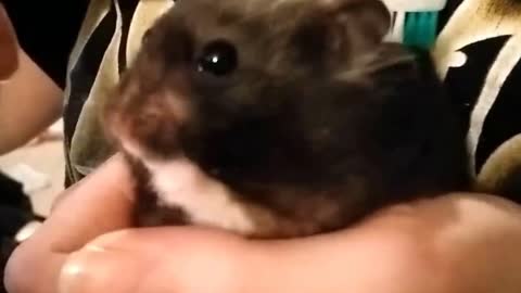 Timmy the Hamster gets Brushy Brushy