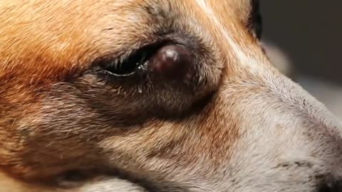 old Jack Russell has a large lacrimal sac eye lump