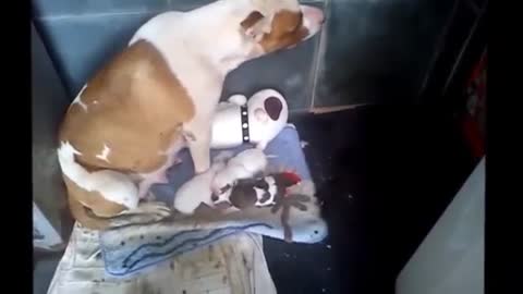 maternal instinct - dog takes care of stuffed animal as if it were one of her newborn puppies