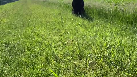 Rottweiler in slow motion