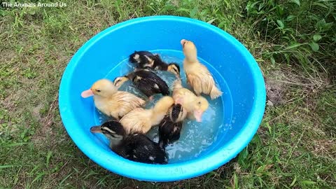 Baby_Ducks_and_Water_-_Little_Ducklings_Cute_baby_animals_Videos