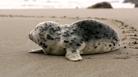 Sea monk seal in beach