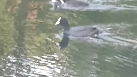 ASMR Peaceful Nature Duck Goose Videos