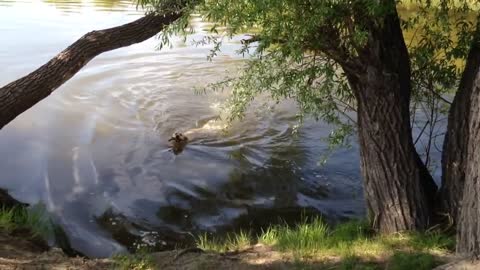 Bathing a labrador in a river.