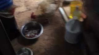 Chicken eat dog food