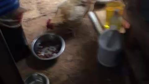 Chicken eat dog food