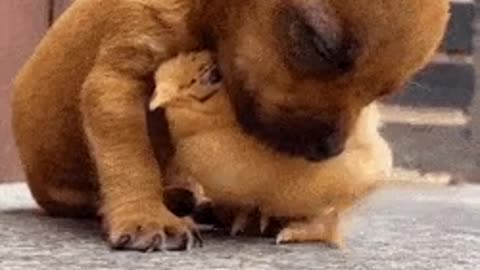 A chick that helps puppy doze off.