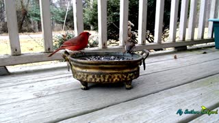 Beautiful Cardinals at the Feeder