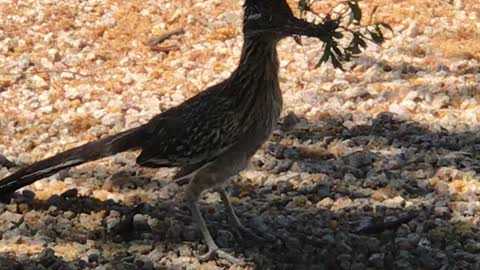 Roadrunner Working on Nest