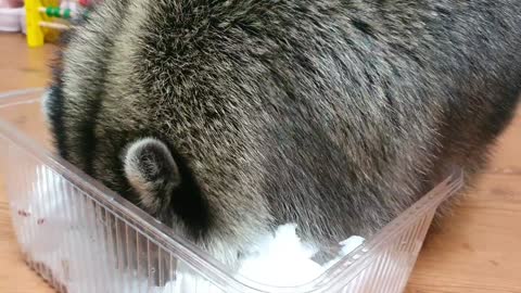 Raccoon finds hidden snacks in the snow in the house because it is cold outside.