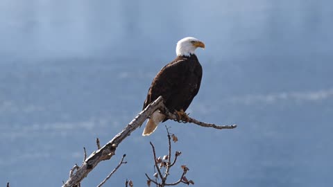 America's national bird | The bald eagle | video
