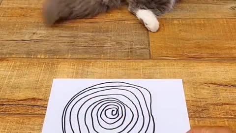 Cat has dizzy spell and falls flat on his back