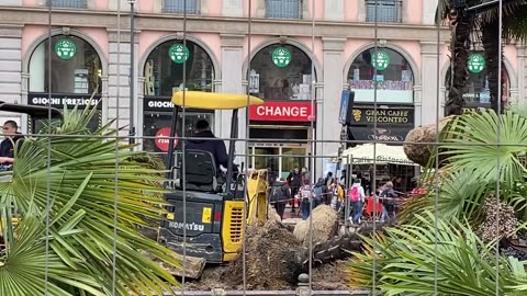 Milano, rimozione delle palme in piazza Duomo