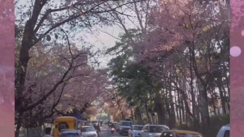 Exploring Shillong: India's Cherry Blossom Paradise