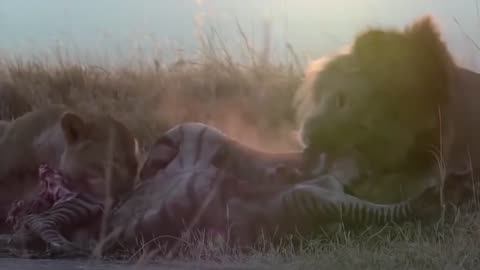 animal attack - Suddenly Lion Attack,leopard attack.