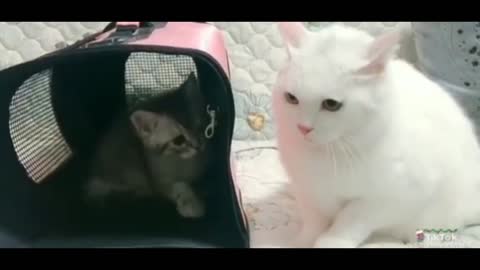 Two Cute Cates Slapping each other