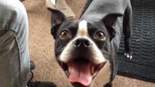 Vocal Boston Terrier makes hilarious sounds