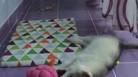 Funny cute puppy playing with his toy