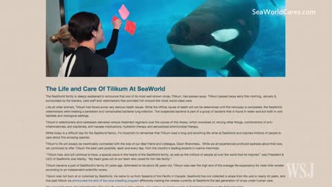 SeaWorld Killer Whale Tilikum Dies