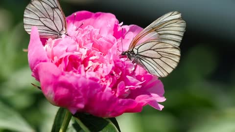 Black and white butterfly on a pink flower