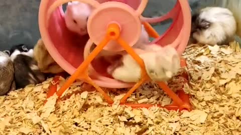 hamster mouse