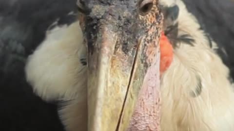 This Bird Uses Fire To Hunt - Marabou Stork