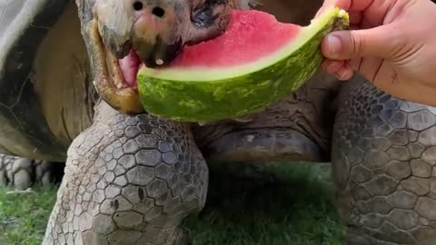 Galapagos tortoise eat the juicest watermelon you ever see /cute video