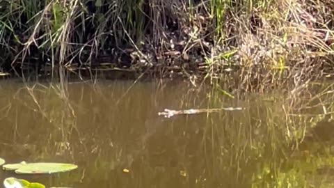 Baby Alligator Swimming