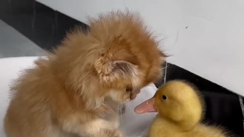 Kittens and ducklings are good friends. Funny and pic