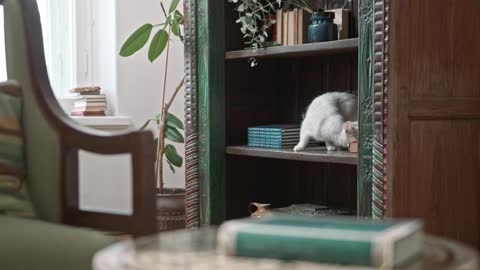 A White Cat On The Book Shelves