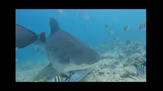 Tiger Shark encounter