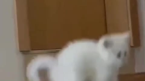 Cute cat looking in the mirror