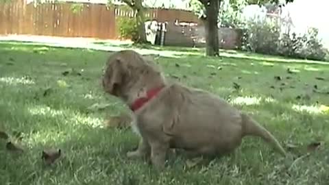 Cavalier King Charles Spaniel Puppies - 5 Weeks Old