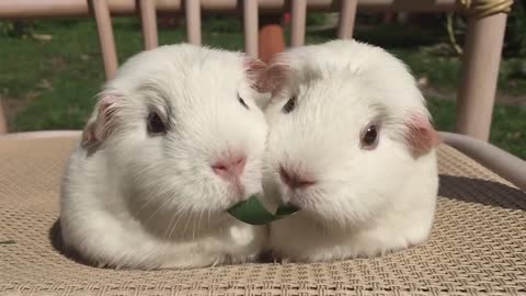 Guinea Pigs Play Tug-of-War With Blade of Grass