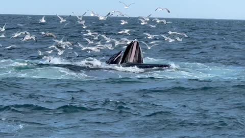 Humpback Whales Feeding