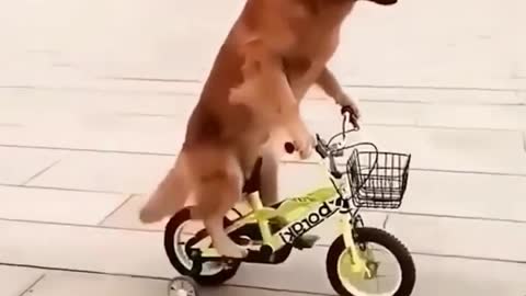Cute Dog Riding A Bicycle!