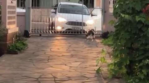 Pup Always Waits for Owner to Get Home