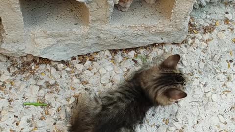Two Kittens Playing Near A Hollow Block funny !!