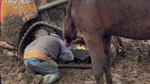 Horse Pesters Man Repairing Machinery