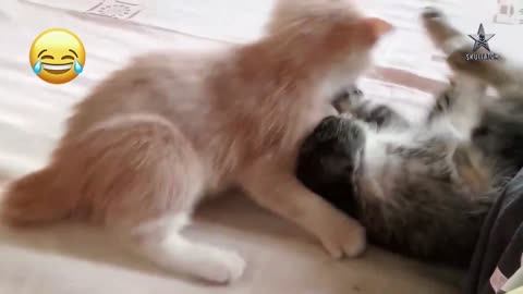 Cute and Adorable Two Kittens Playing Fighting