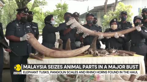 Malaysia seizes illegal animal parts worth $18 million | International News