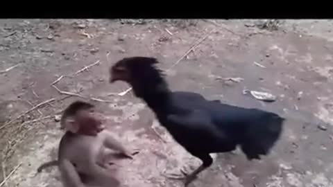 Monyet vs ayam 😂😂