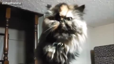 Cat meowing #catvideo