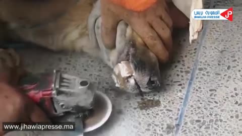Rescue stary, abandoned dog, mama dog rescue heart touching videos