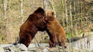 Amazing Footage Of Bears Fighting In The Wild