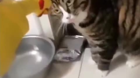Laughter and fun with crazy cats - funny video of the most beautiful moments with cute cats"