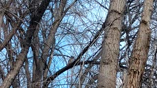 Owl v tree trimmer..